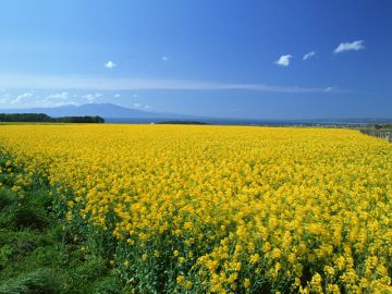 はまもと司法書士事務所